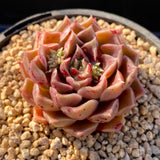 Echeveria caramel rose S