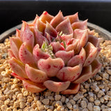 Echeveria caramel rose S