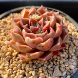 Echeveria caramel rose S