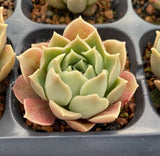 MELBOURNE SYDNEY ADELAIDE QUEENSLAND CANBERRA VICTORIA NSW QUEENSLAND SOUTH AUSTRALIA ACT SUCCULENT 多肉 墨尔本 维多利亚 澳洲 澳大利亚 悉尼 新南威尔士 阿德莱德 南澳 昆士兰 布里斯本 黄金海岸 多肉植物 堪培拉 Echeveria caramel rose 焦糖玫瑰 小