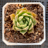 Echeveria caramel rose S