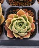 Echeveria caramel rose S