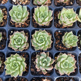 Echeveria caramel rose S