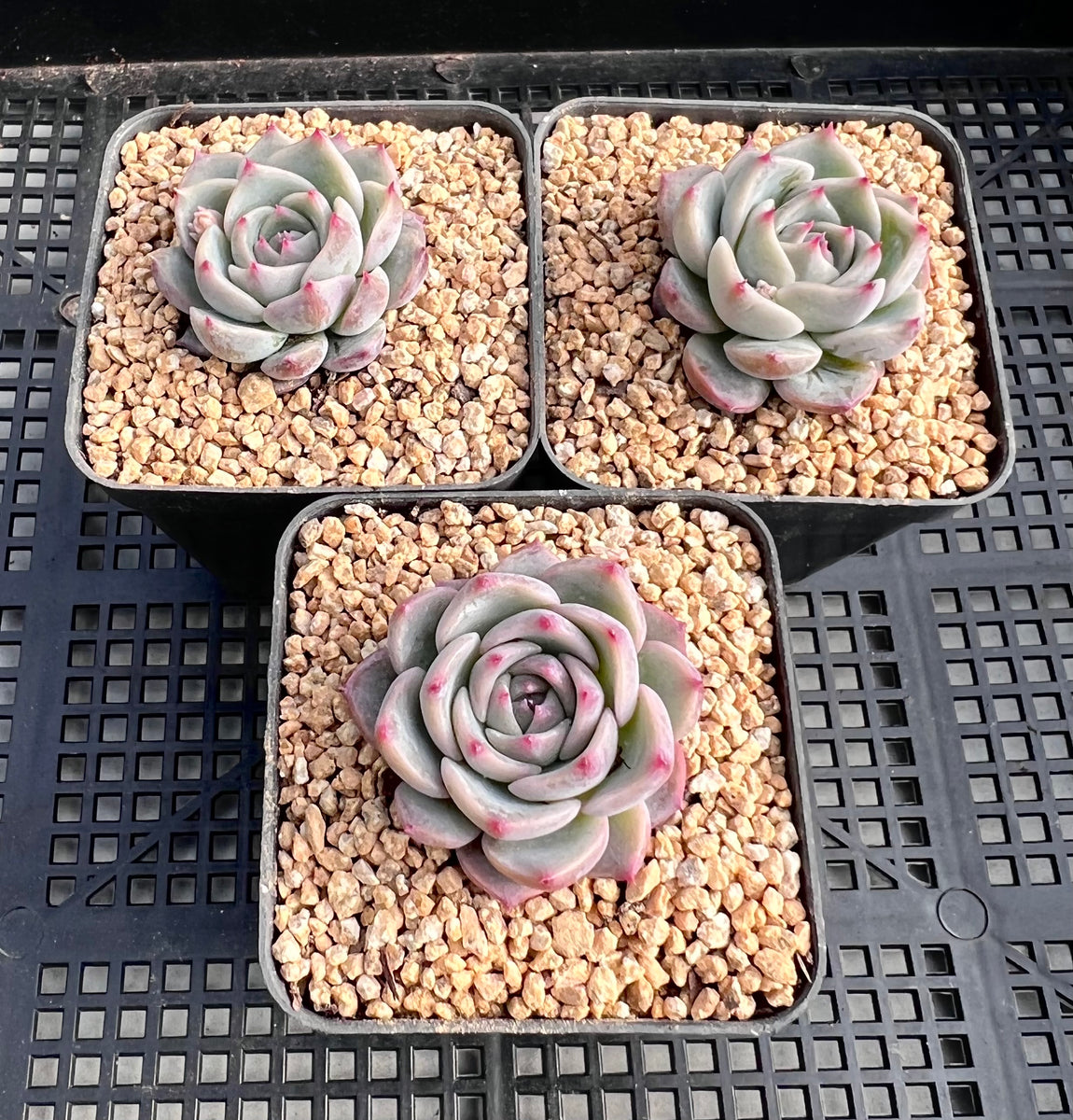 多肉植物 Echeveria 'Claudia' Rose錦 超美 美覆輪 Echeveria Caroline