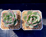 Echeveria champagne