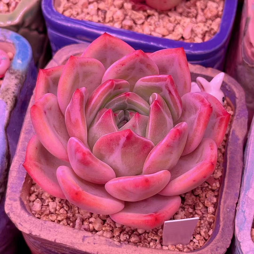 Echeveria champagne