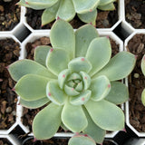 Echeveria Chihuahuensis