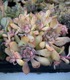 Echeveria minima x ballsii 灰姑娘 MELBOURNE SYDNEY ADELAIDE QUEENSLAND CANBERRA VICTORIA NSW QUEENSLAND SOUTH AUSTRALIA ACT SUCCULENT 多肉 墨尔本 维多利亚 澳洲 澳大利亚 悉尼 新南威尔士 阿德莱德 南澳 昆士兰 布里斯本 黄金海岸 多肉植物 堪培拉