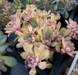 Echeveria minima x ballsii 灰姑娘 MELBOURNE SYDNEY ADELAIDE QUEENSLAND CANBERRA VICTORIA NSW QUEENSLAND SOUTH AUSTRALIA ACT SUCCULENT 多肉 墨尔本 维多利亚 澳洲 澳大利亚 悉尼 新南威尔士 阿德莱德 南澳 昆士兰 布里斯本 黄金海岸 多肉植物 堪培拉