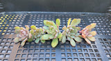 Echeveria minima x ballsii