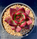 Echeveria colorata x romeo rubin