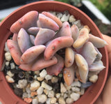 Echeveria cubic frost