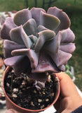 Echeveria cubic frost