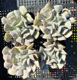 MELBOURNE SYDNEY ADELAIDE QUEENSLAND CANBERRA VICTORIA NSW QUEENSLAND SOUTH AUSTRALIA ACT SUCCULENT 多肉 墨尔本 维多利亚 澳洲 澳大利亚 悉尼 新南威尔士 阿德莱德 南澳 昆士兰 布里斯本 黄金海岸 多肉植物 堪培拉 霜立方/雪精灵 Echeveria cubic frost 霜立方/雪精灵