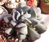 Echeveria cubic frost
