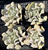 Echeveria cubic frost