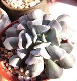 MELBOURNE SYDNEY ADELAIDE QUEENSLAND CANBERRA VICTORIA NSW QUEENSLAND SOUTH AUSTRALIA ACT SUCCULENT 多肉 墨尔本 维多利亚 澳洲 澳大利亚 悉尼 新南威尔士 阿德莱德 南澳 昆士兰 布里斯本 黄金海岸 多肉植物 堪培拉 霜立方/雪精灵 Echeveria cubic frost