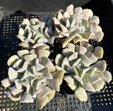Echeveria cubic frost