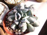 Echeveria cubic frost