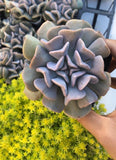 Echeveria cubic frost