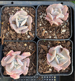 Echeveria cubic frost