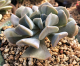 MELBOURNE SYDNEY ADELAIDE QUEENSLAND CANBERRA VICTORIA NSW QUEENSLAND SOUTH AUSTRALIA ACT SUCCULENT 多肉 墨尔本 维多利亚 澳洲 澳大利亚 悉尼 新南威尔士 阿德莱德 南澳 昆士兰 布里斯本 黄金海岸 多肉植物 堪培拉 霜立方/雪精灵 Echeveria cubic frost 霜立方/雪精灵