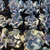 Echeveria cubic frost