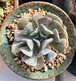Echeveria cubic frost