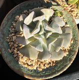 Echeveria cubic frost