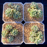 Echeveria cute beans