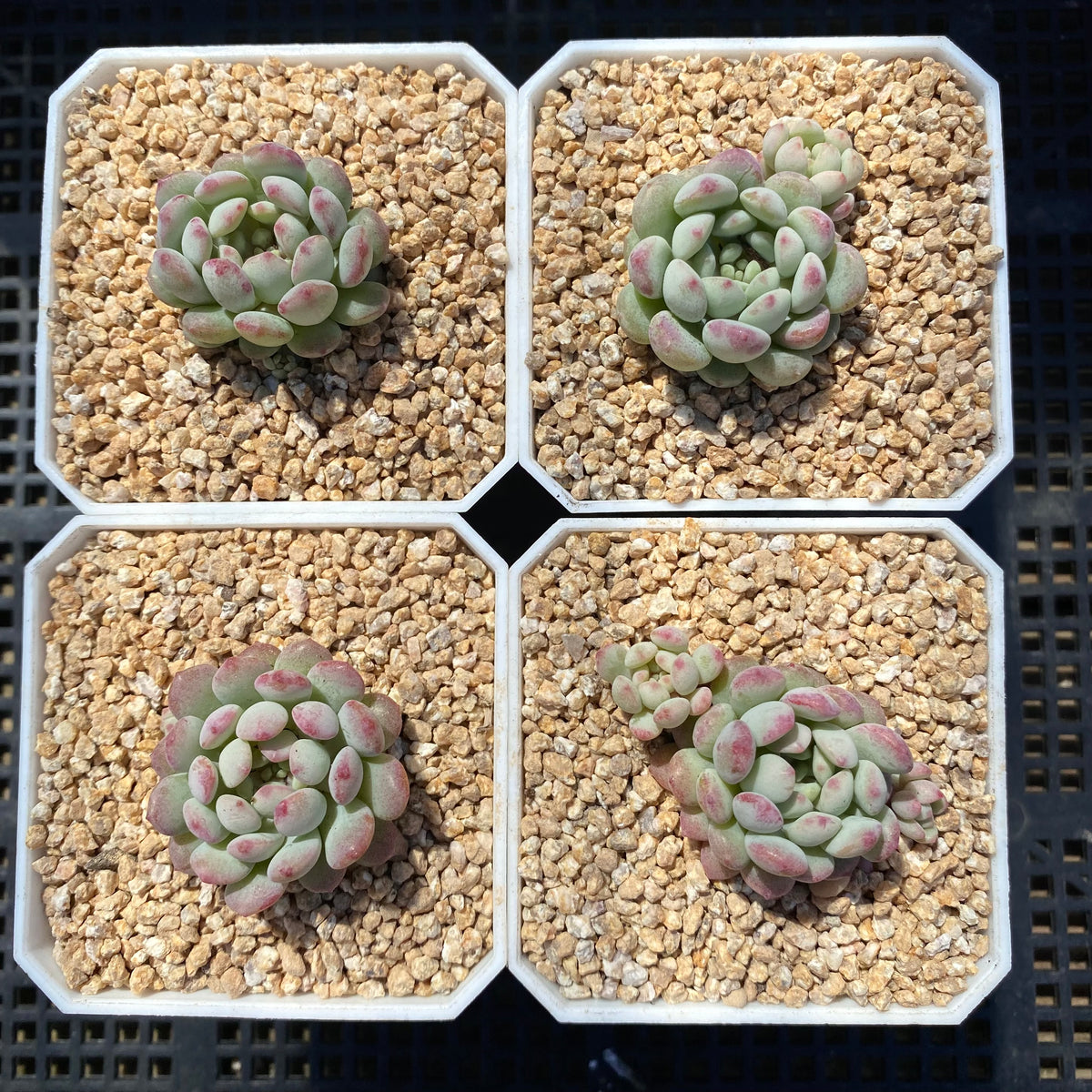 Echeveria cute beans