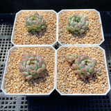 Echeveria cute beans