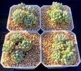 Echeveria cute beans