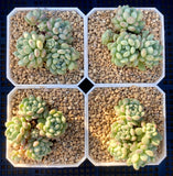 Echeveria cute beans