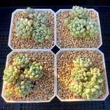 Echeveria cute beans