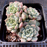 Echeveria cute bubble