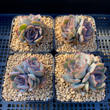 Echeveria dark ice
