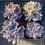 Echeveria dark ice