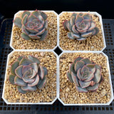 Echeveria dark ice