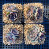 Echeveria dark ice