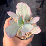 Echeveria dream fantasia