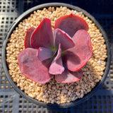 Echeveria dream fantasia