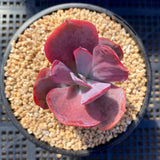 Echeveria dream fantasia