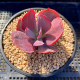 MELBOURNE SYDNEY ADELAIDE QUEENSLAND CANBERRA VICTORIA NSW QUEENSLAND SOUTH AUSTRALIA ACT SUCCULENT 多肉 墨尔本 维多利亚 澳洲 澳大利亚 悉尼 新南威尔士 阿德莱德 南澳 昆士兰 布里斯本 黄金海岸 多肉植物 堪培拉 	Echeveria dream fantasia aka Echeveria Dream & Fantasy 梦幻狂想曲