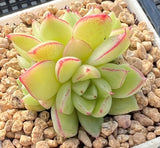 Echeveria dream queen S