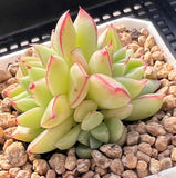 Echeveria dream queen S