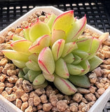 Echeveria dream queen S