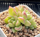 Echeveria dream queen S