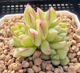 Echeveria dream queen S