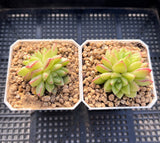 Echeveria dream queen S